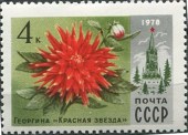 1978. Цветы Москвы. Георгин Красная звезда.