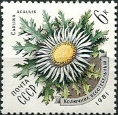 1981. Цветы Карпат. Бесстебельный колючник.