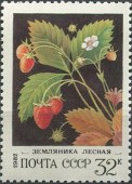 1982. Ягоды. Земляника.