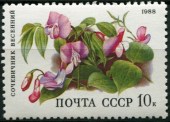 1988. Цветы.Сочевичник весенний.